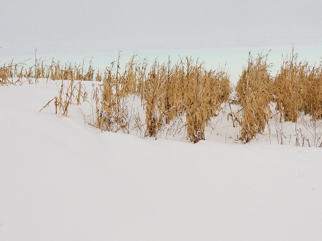 Snow drifted at the edge of a cornfield in eastern South Dakota, too deep for a combine to reach the grain. (DTN photo by Elaine Kub)